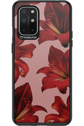 Amaryllis Mist - OnePlus 8T